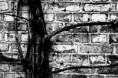 /album/black-white/a00-26-jpg/